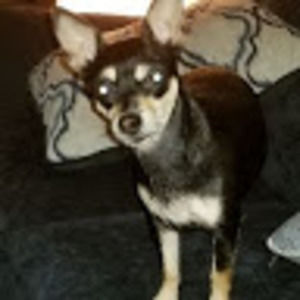 Meet your Posher, Candi